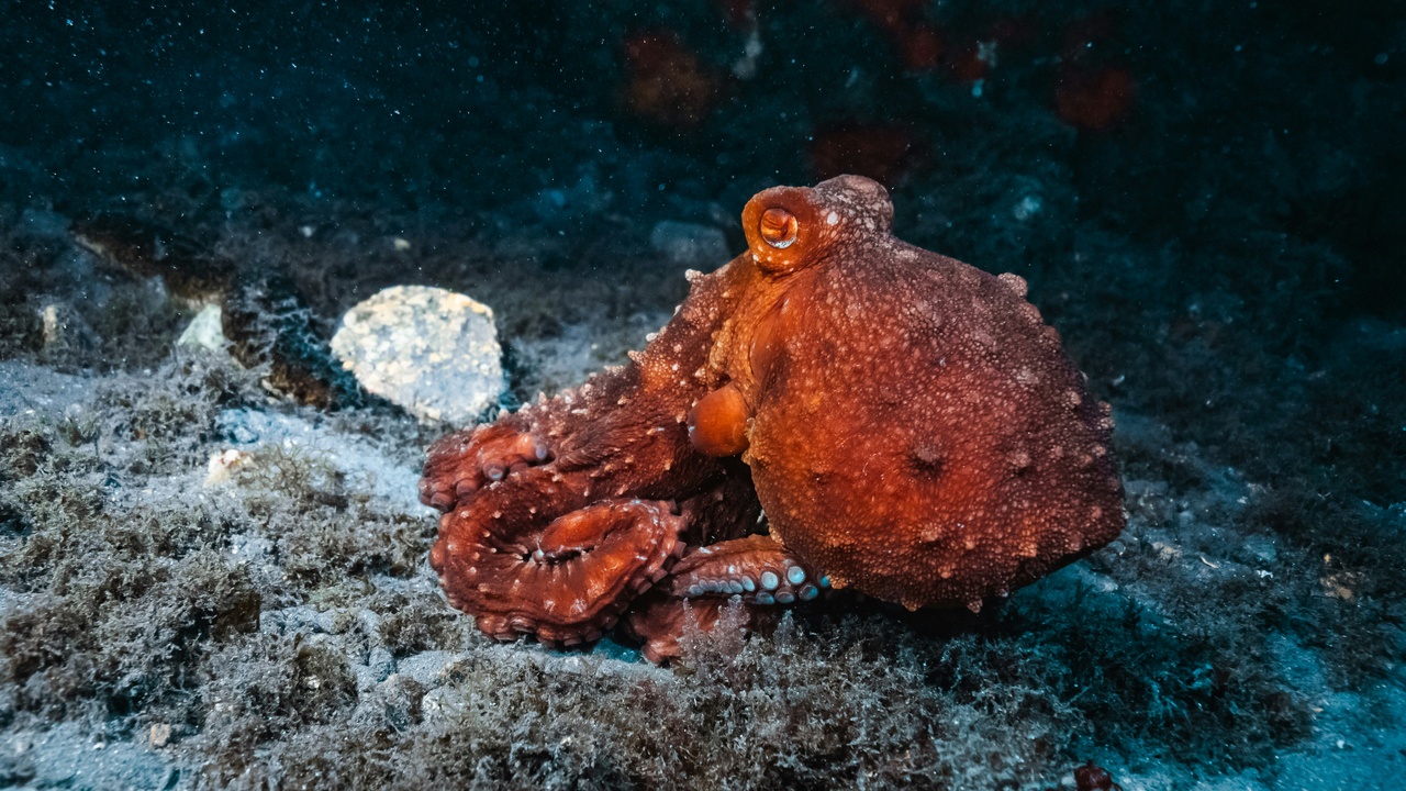 A common octopus in its den, representing intelligent and elusive solitary species