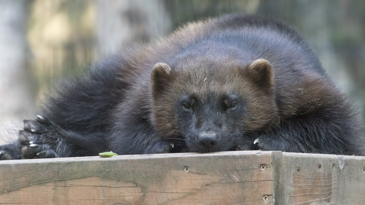 A wolverine traveling alone across tundra, showing solitary predators and specialized hunters