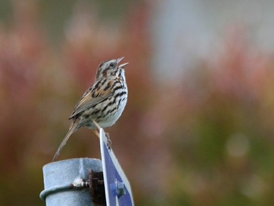 Song Sparrow