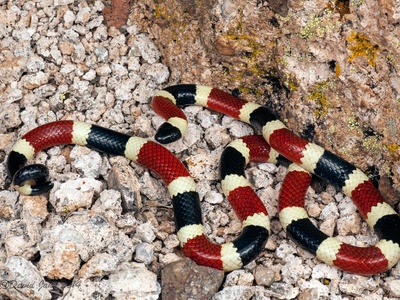 Sonoran coral snake