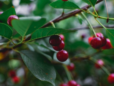 Sour cherry
