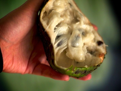Soursop (guanábana)