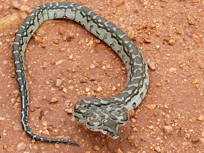 Southern African python