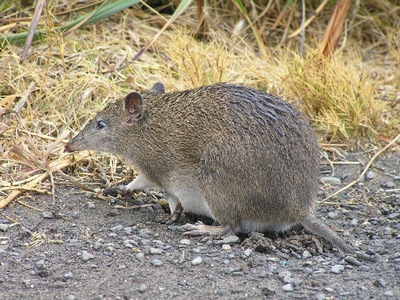 Southern brown bandicoot