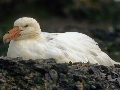 Southern giant petrel