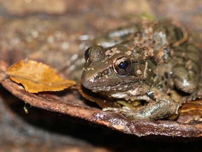 Southern Leopard Frog