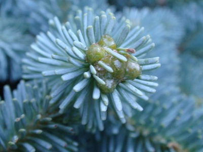Spanish fir