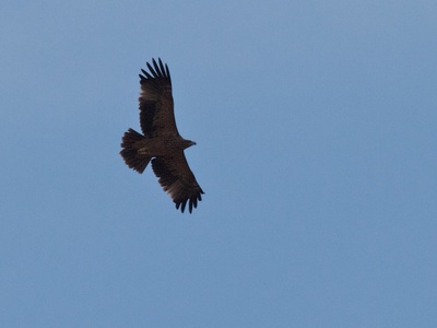 Spanish imperial eagle