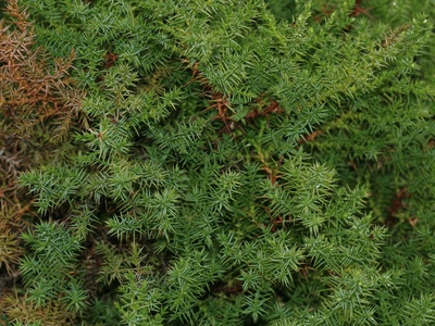 Spanish juniper