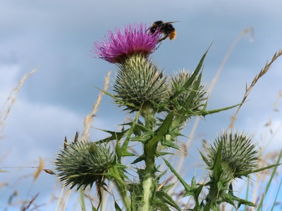 Spear thistle