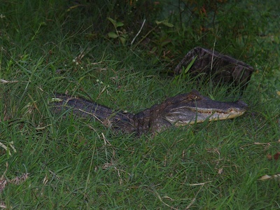 Spectacled caiman