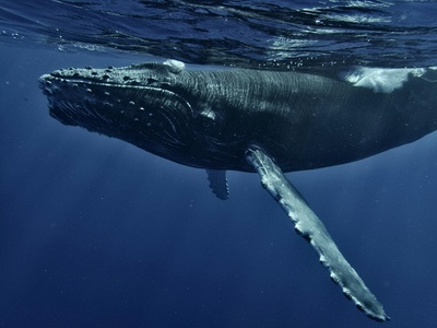 Sperm whale