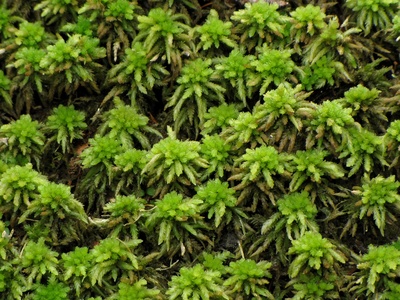 Sphagnum moss