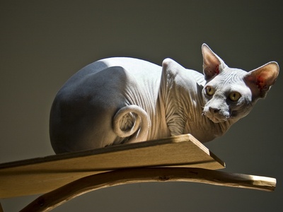 Sphynx
