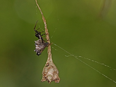 Spined micrathena