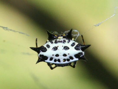 Spiny-backed orb-weaver