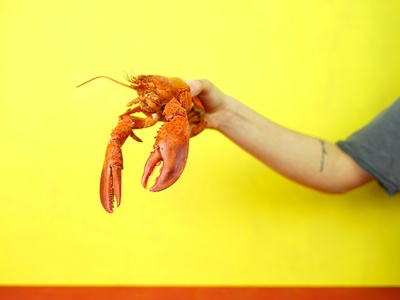 Spiny-cheek crayfish