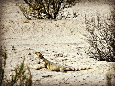 Spiny-tailed lizard (Dhub)