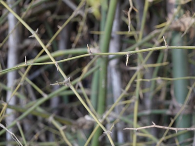 Spiny bamboo
