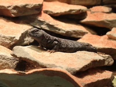 Spiny‑tailed lizard (Uromastyx)