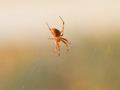Spotted orb-weaver