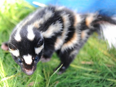 Spotted skunk