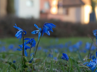 Spring squill