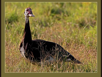 Spur-winged goose