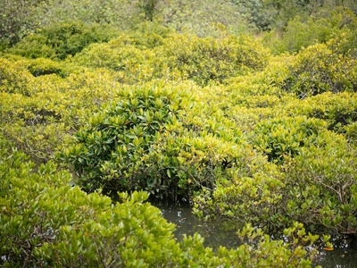 Spurred mangrove