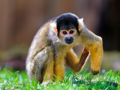 Squirrel monkey