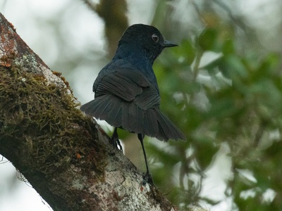 Sri Lanka whistling-thrush