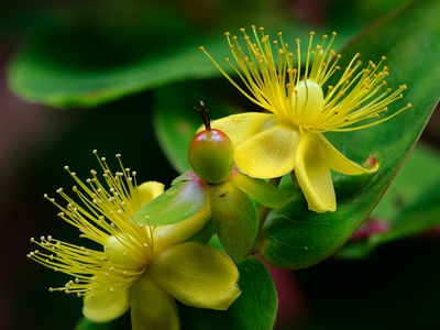 St. John's Wort