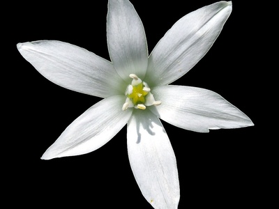 Star-of-Bethlehem