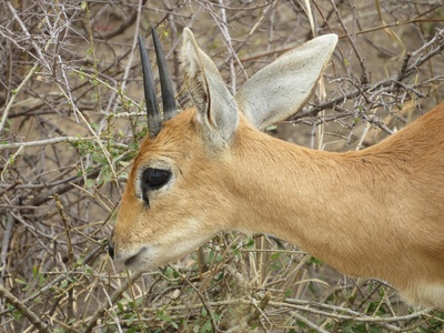 Steenbok