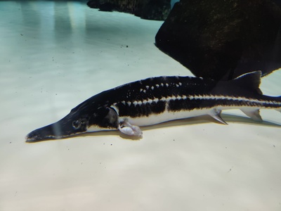 Stellate sturgeon