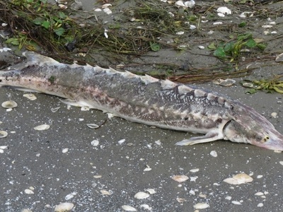 Stellate sturgeon