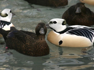 Steller's eider