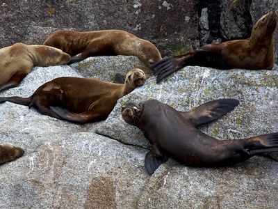 Steller sea lion