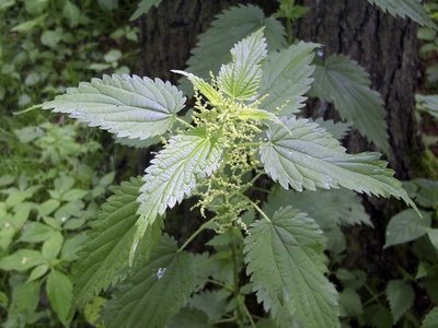 Stinging nettle (Brennessel)