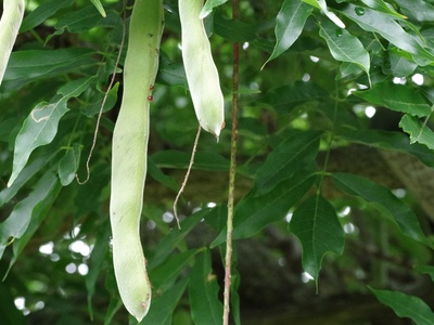 Stink bean tree