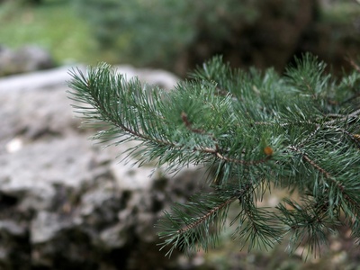 Stone pine