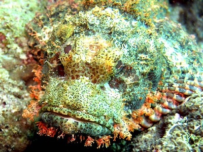 Stonefish