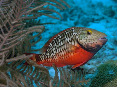 Stoplight parrotfish