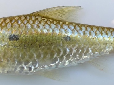 Straightfin barb
