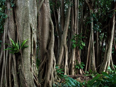 Strangler fig