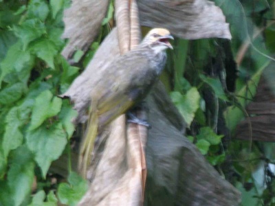 Straw-headed bulbul