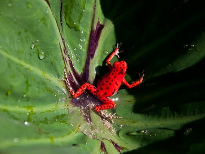 Strawberry poison-dart frog