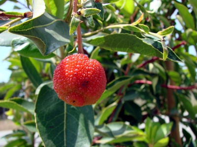 Strawberry tree