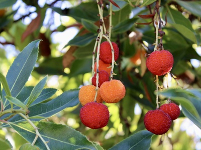 Strawberry tree