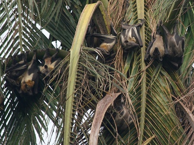 Straw‑colored fruit bat